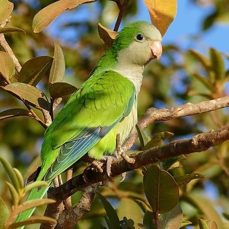 Régime alimentaire - Conures sourie (veuve ou Quaker)
