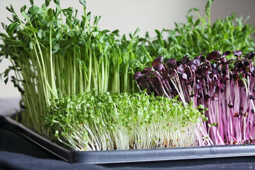 Note - Microgreens :